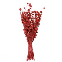 Produkt Szarłat kulisty (Gomphrena globosa), czerwony, suszony, 45 cm, 100 g