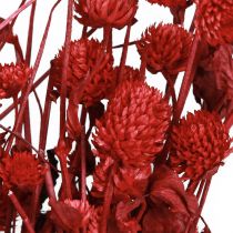 Produkt Globus amarantowy Gomphrena Globosa jasnoczerwony L45cm 100g
