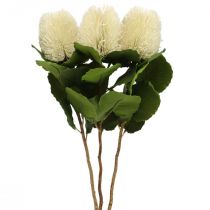 Sztuczne kwiaty, Banksia, Proteaceae Kremowy dł.58cm wys.6cm 3szt