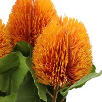 Kwiaty sztuczne, Banksia, Proteaceae Pomarańczowe dł.58cm wys.6cm 3szt