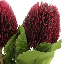 Sztuczne kwiaty, Banksia, Proteaceae wino czerwone dł.58cm wys.6cm 3szt
