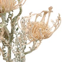 Sztuczne Kwiaty, Poduszkowe Kwiaty, Leucospermum, Proteaceae Myte Białe L58cm 3szt