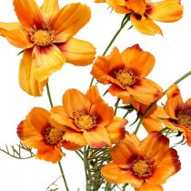 Produkt Kwiaty sztuczne Cosmea Pomarańczowy kosz na biżuterię W51cm 3szt