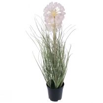 Produkt Sztuczne kwiaty ozdobne kulkowe Allium ozdobne cebulowe sztuczne 54cm