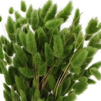 Produkt Suszona trawa Lagurus (zając) 65-70 cm 75 g