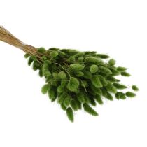 Produkt Suszona trawa Lagurus (zając) 65-70 cm 75 g