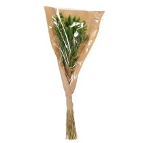 Produkt Suszona trawa Lagurus (zając) 65-70 cm 75 g