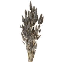 Produkt Lagurus Suszona Trawa Zająca Szara 45-55cm 50g