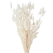 Produkt Suszone Kwiaty Lagurus Naturalne – Puszysta Trawa Króliczego Ogona w Kremowo-Białej 55-70 cm 100g