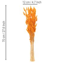 Produkt Bukiet trawy aksamitnej Lagurus, suszony, 70 cm, 100g