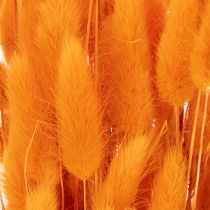 Produkt Bukiet trawy aksamitnej Lagurus, suszony, 70 cm, 100g