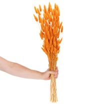 Produkt Bukiet trawy aksamitnej Lagurus, suszony, 70 cm, 100g