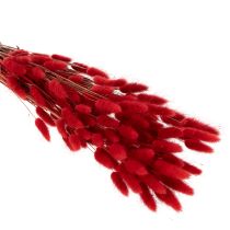 Produkt Suszony bukiet Lagurus, dekoracja z suszonych kwiatów, 70cm, 100g