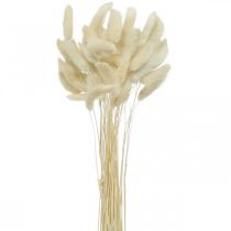 Lagurus Suszona trawa z ogona zająca bielona 40-50cm 50szt.