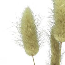 Produkt Lagurus Suszony Ogon Królika Trawa Oliwkowa 65-70cm 100g