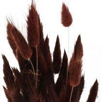 Kwiaciarnia sucha, trawa ozdobna, Lagurus Brown L35–50cm 25g