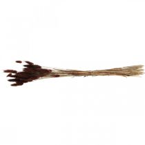 Produkt Kwiaciarnia sucha, trawa ozdobna, Lagurus Brown L35–50cm 25g