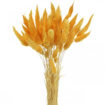 Lagurus Żółty Velvet Trawa Króliczy Ogon Trawa L40–55cm 25g