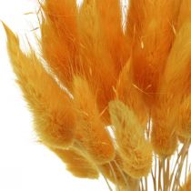 Produkt Lagurus Yellow, Trawa aksamitna, Trawa ogoniasta królika L20-50cm 25g