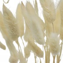 Dekor suszony Lagurus, trawa aksamitna, trawa z ogona królika, dekoracja sucha bielona L20–60cm 30szt