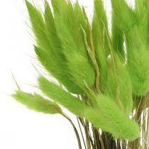 Aksamitna zieleń traw, lagurus, sucha dekoracja, suszona słodka trawa L18-50cm 25g