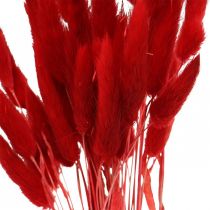 Trawa ozdobna czerwona, lagurus, trawa aksamitna, florystyka sucha L30–50cm 20g
