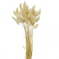 Trawa ozdobna, Trawa cukrowa bielona, Lagurus ovatus, Trawa aksamitna L40–55cm 25g