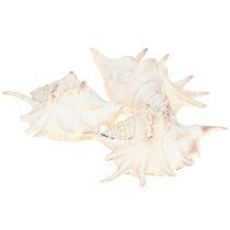 Produkt Lambis Ślimak Morski Naturalna Dekoracja 14cm 10 szt