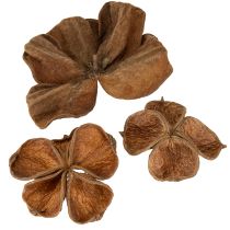 Produkt Landlotus Nature 50 szt.
