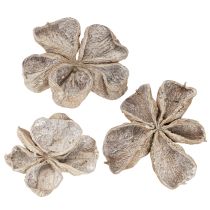 Produkt Landlotus White Washed 6-12cm 50 szt.