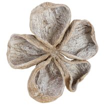 Produkt Landlotus White Washed 6-12cm 50 szt.