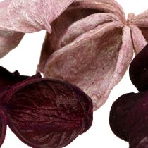 Produkt Landlotus Mix Jeżyna, Stary Róż 50 szt