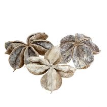 Produkt Landlotus biały myty 6-12cm 50 szt