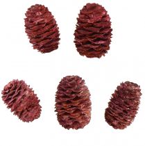 Produkt Szyszki Leucadendron Sabulosum w kolorze czerwonym matowym 500g
