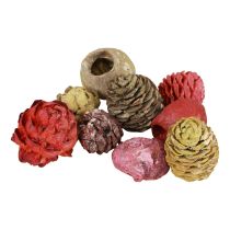 Produkt Szyszki Leucadendron Bellgum Zielony Czerwony Żółty Matowy 300g