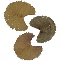 Produkt Liście lotosu suszona naturalna sucha dekoracja liść lilii wodnej 50 sztuk
