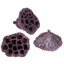 Produkt Kapsułki Lotosu, sucha florystyka, cebula lotosu różowa, sprana biel 50 sztuk