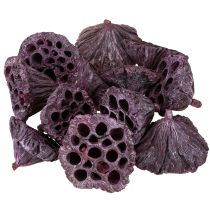 Produkt Kapsułki Lotosu, sucha florystyka, cebula lotosu różowa, sprana biel 50 sztuk