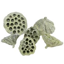 Produkt Mieszanka kolb lotosowych zielona myta Ø6cm - 10cm 50 szt