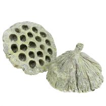Produkt Mieszanka kolb lotosowych zielona myta Ø6cm - 10cm 50 szt