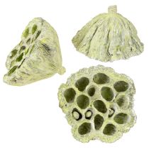 Produkt Mieszanka kolb lotosowych zielona myta Ø6cm - 10cm 50 szt