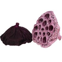 Produkt Lotus Mix Różowy, Erika Ø6cm - Ø10cm 50 szt