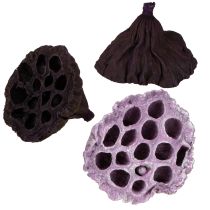 Produkt Lotus Mix Pink, Erika Ø6cm - Ø10cm 50 szt.