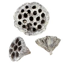 Produkt Lotos Naturalna dekoracyjna butelka z lotosem, biała, myta, 6-8 cm, 50 szt.