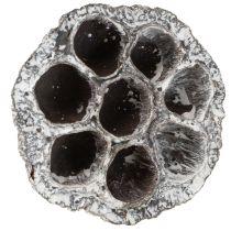 Produkt Lotos Naturalna dekoracyjna butelka z lotosem, biała, myta, 6-8 cm, 50 szt.
