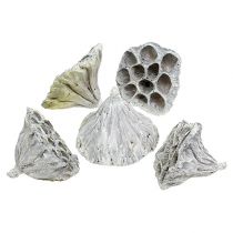 Produkt Lotus Natural Deco Lotus Bulwa Biała Myta 6-8cm 50 szt