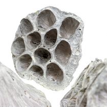 Produkt Lotus Natural Deco Lotus Bulwa Biała Myta 6-8cm 50 szt
