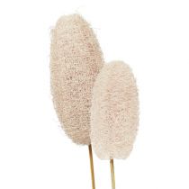 Produkt Luffa duża na patyku, bielona, 25 sztuk