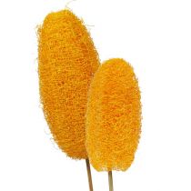 Produkt Luffa duża na patyku złotożółta 25 szt