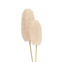 Produkt Mała luffa na patyku bielona 25 sztuk